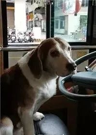 什么宠物狗不叫不闹 65fd35d6e53941378b243fb19dc43ce4.jpeg