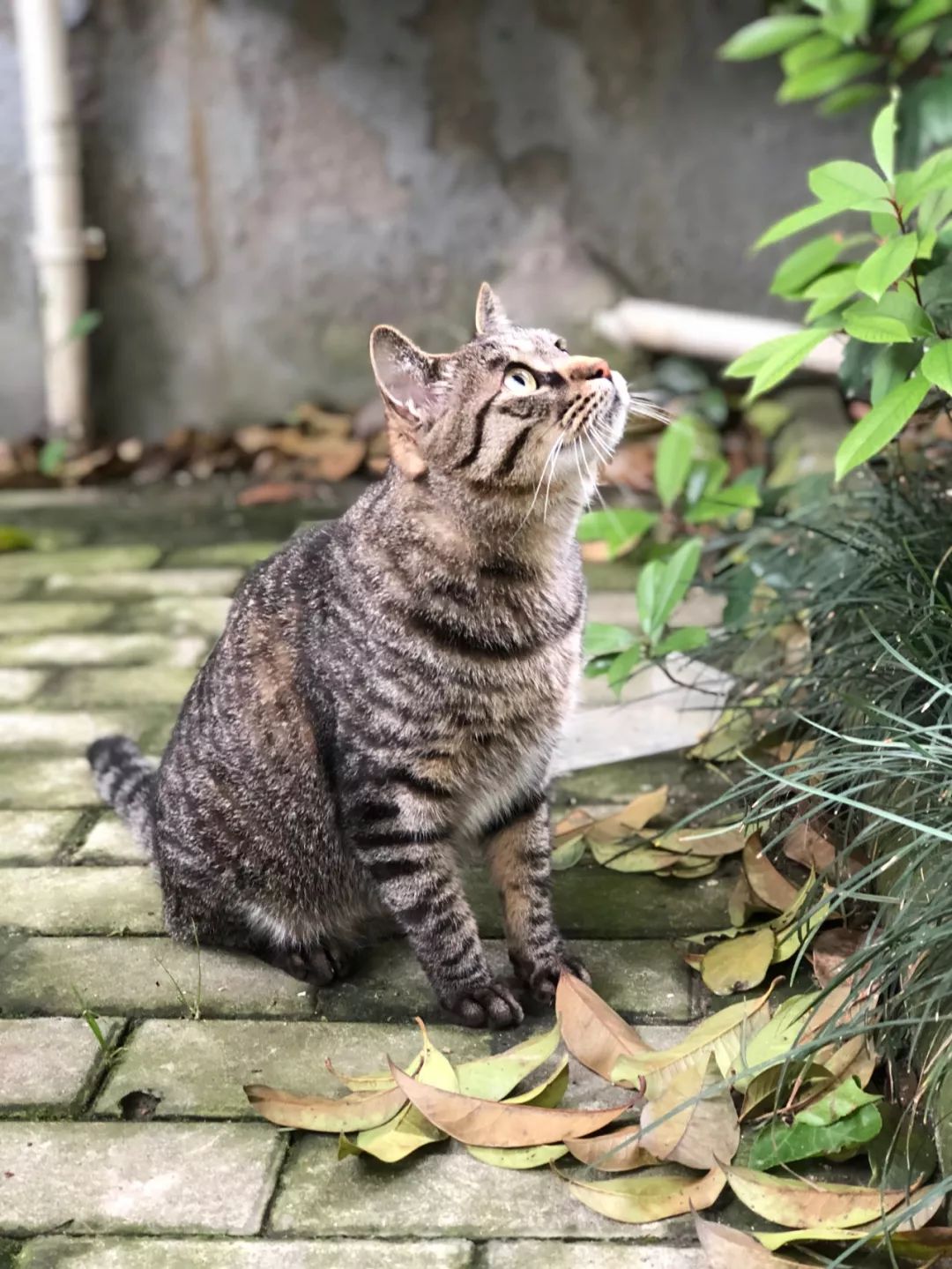 爱上一只猫,而它心里住了匹野马