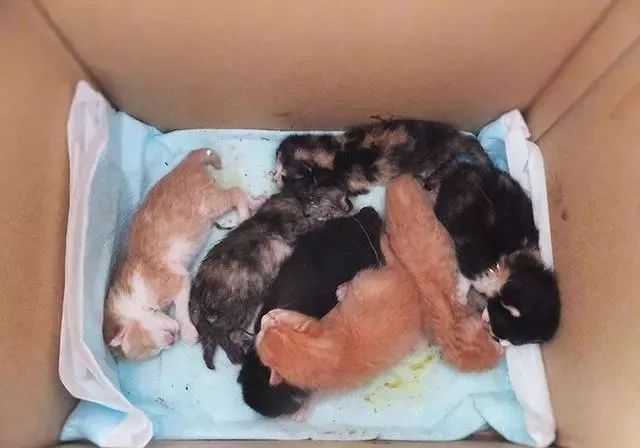 真貓奴！日本柴犬愛貓成癡，5年拯救14隻幼貓找到溫暖 寵物 第4張