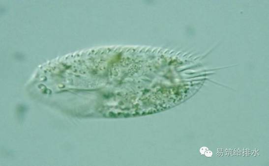 斜口虫1 指示分类:活性污泥类原生动物.2.