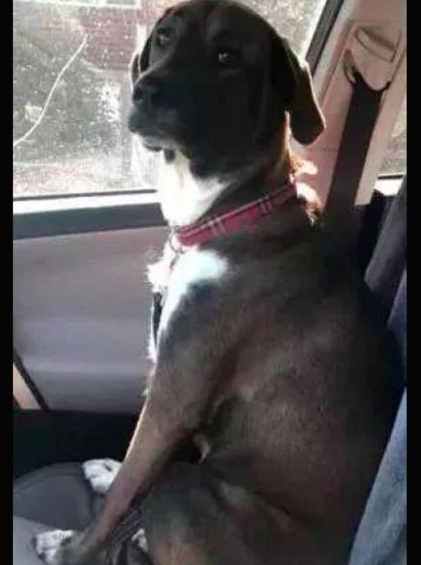 狗狗怎么叫都不理人怎么办 953f042980144884bcbec28b1fbf7eae.jpeg