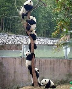 看了又看!忍不住看了30遍!这些照片真是太珍贵