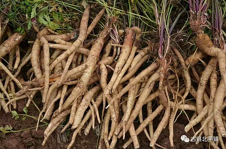 沙参什么科 96da2e66d32447d7ae53505d7cd3908f.jpeg