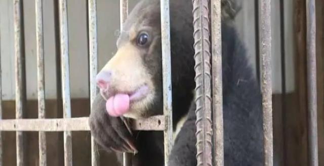 幼犬几个月开始笼养 9ff59bafd5984154b7cce4bbb8efa1a0.jpeg