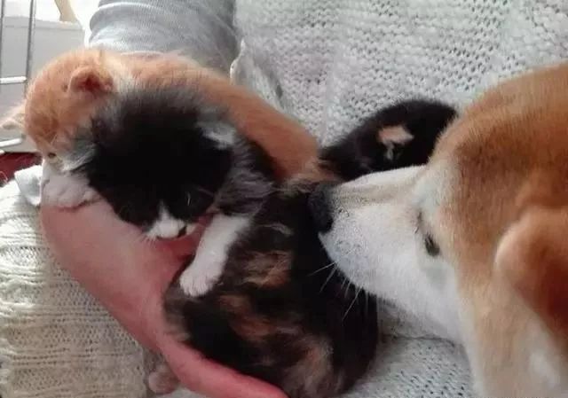 真貓奴！日本柴犬愛貓成癡，5年拯救14隻幼貓找到溫暖 寵物 第6張