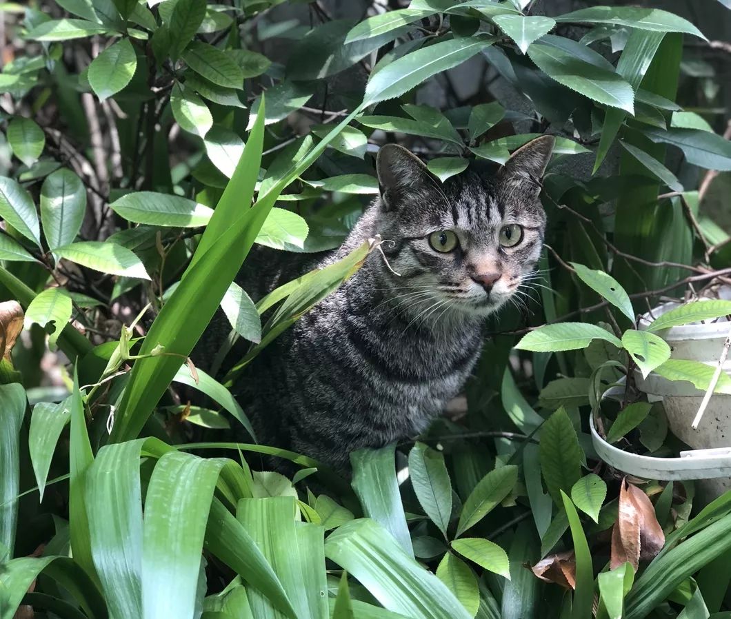 爱上一只猫,而它心里住了匹野马