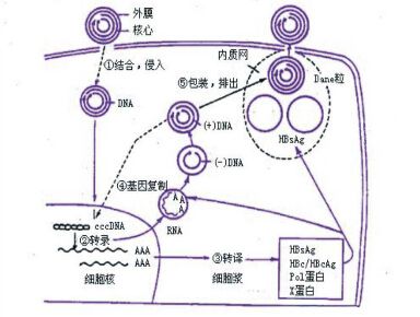 乙肝DNA滴度很高,转氨酶也不正常,这种小三阳如何对待? www.ikangji.com 乙肝DNA滴度很高,转氨酶也不正常,这种小三阳如何对待? ikangji.com