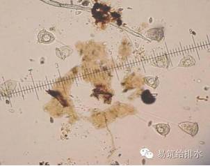 指示作用: 以钟虫为代表的固着性纤毛虫类作为优势原生生物时,出水