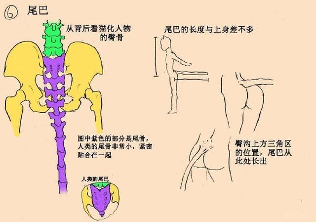 尾巴 图中紫色的部分是尾骨,人类的尾骨非常小,紧密贴合在一起