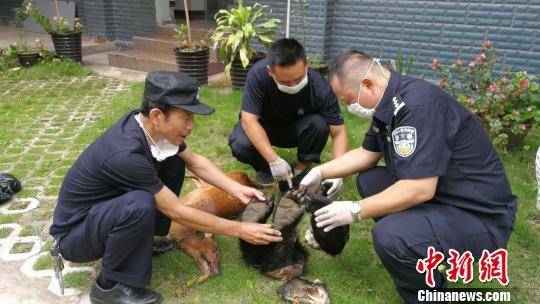 涉案男子在云南边境购买国家二级保护动物黑熊制品(熊掌,熊嘴巴,熊鞭)