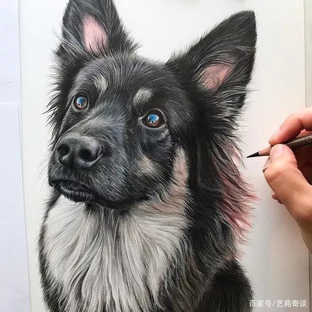 她仅凭1支彩铅就把小狗画活了,还一举俘获近100万粉丝