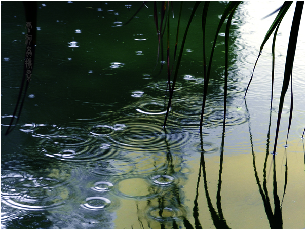 专栏诗人雨中文燕金城河北