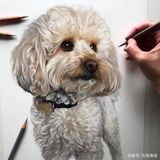 她仅凭1支彩铅就把小狗画活了,还一举俘获近100万粉丝