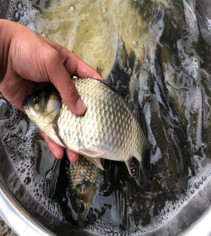 【扬州通威】鲫鱼密度高,规格大快长赚大钱!