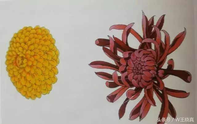 半开白菊花,粉色菊花,花苞设色步骤步骤1:用淡墨勾勒菊花花瓣,用重墨