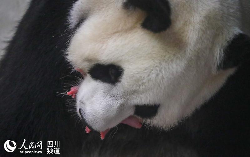 儿女双全!2019海外首对大熊猫龙凤胎在比利时诞生