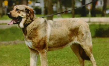 天津养犬最严执法来了这些烈性犬不能养铲屎官们速看