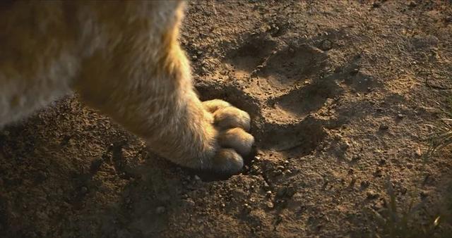 04 狮子脚印 我们可以和真实的狮子脚印对比一下▼ 不知道大家有没有