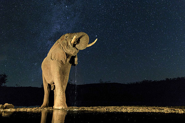 世界大象日：中國遊客在泰國騎大象人數下降 旅遊 第4張
