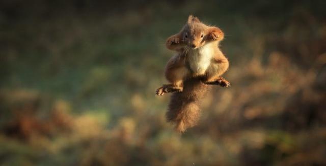 你确定这是小松鼠?空中旋转跳跃,飞天老鼠还差不多