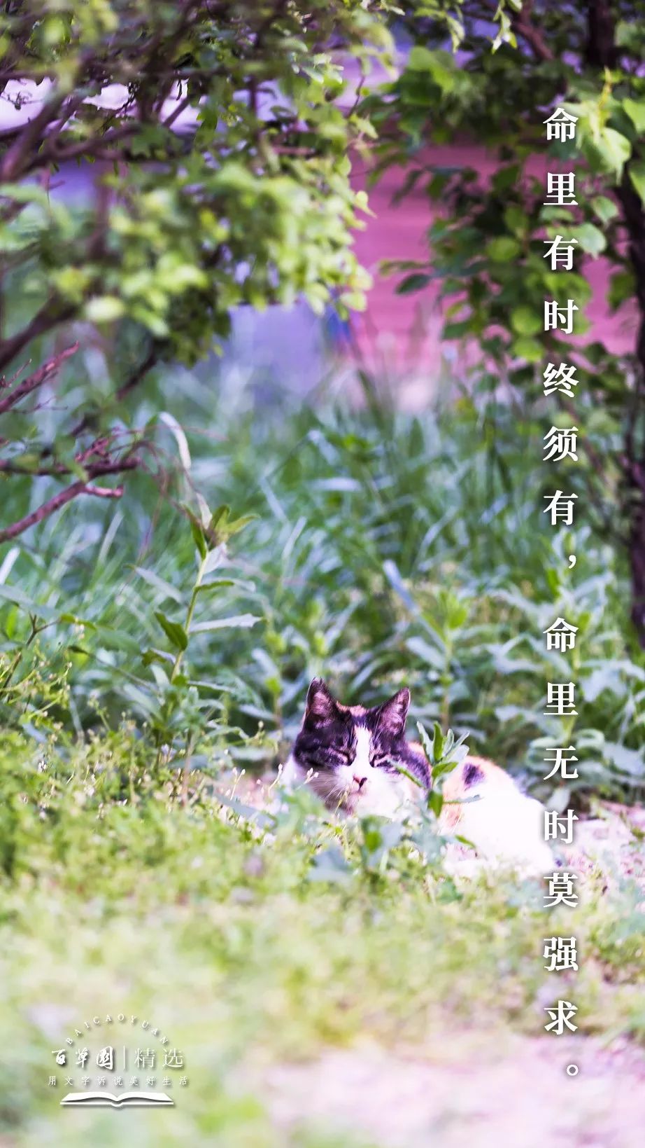 生活禅 | 命里有时终须有,命里无时莫强求