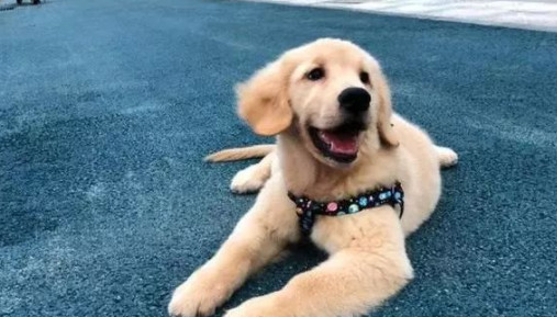 金毛不咬人却咬狗,这样的说法是真的吗?看了你