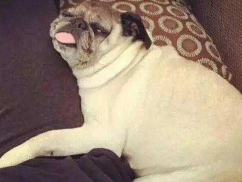 一入睡就尖叫抽搐哭泣,这条狗已经将近一年没