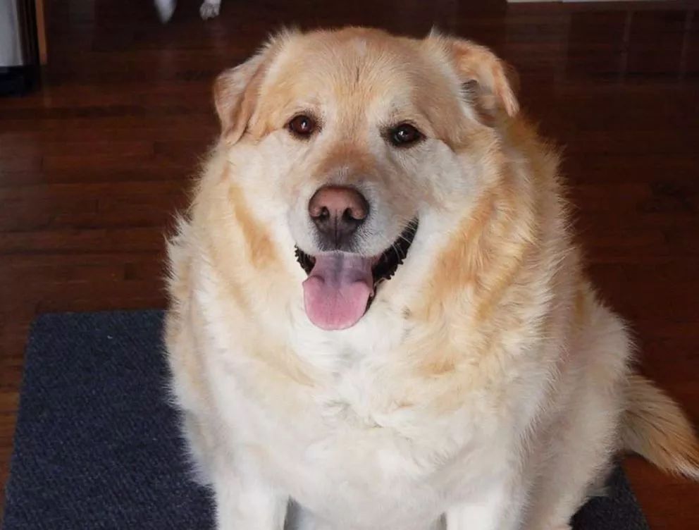 173磅痴肥狗 遇爱心兽医成功减磅避过安乐死