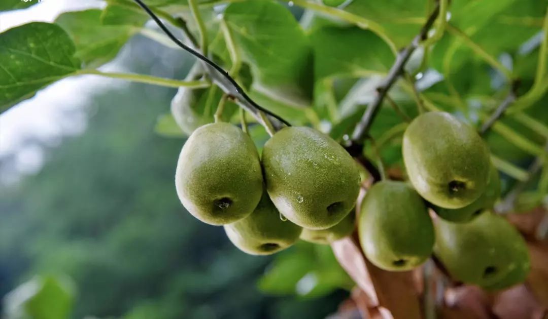 2019善品公社丨蒙顶山红心猕猴桃上市发布会