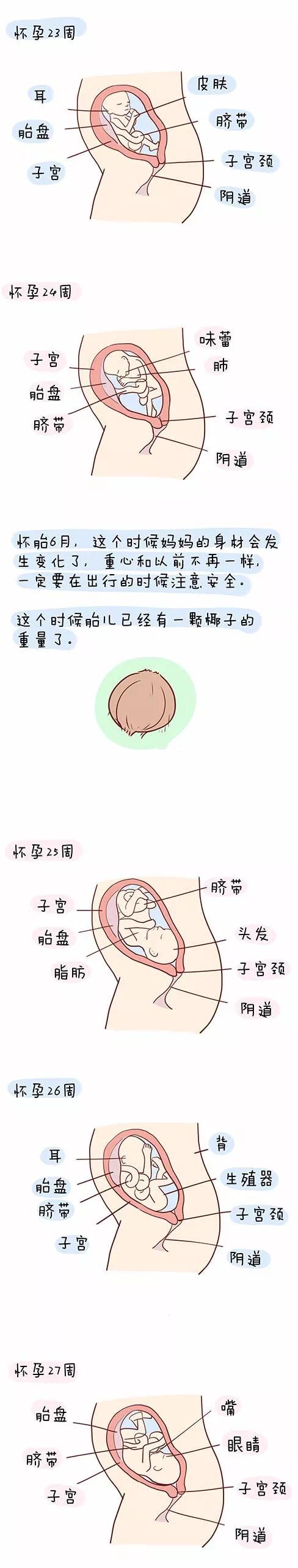 【孕产知识】孕育宝宝的详细过程,看完心都化了