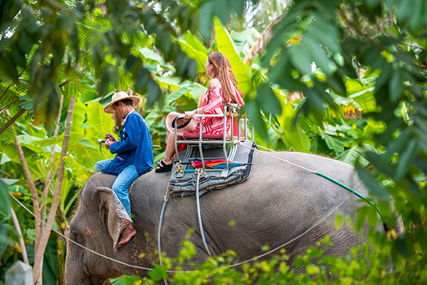 世界大象日：中國遊客在泰國騎大象人數下降 旅遊 第3張