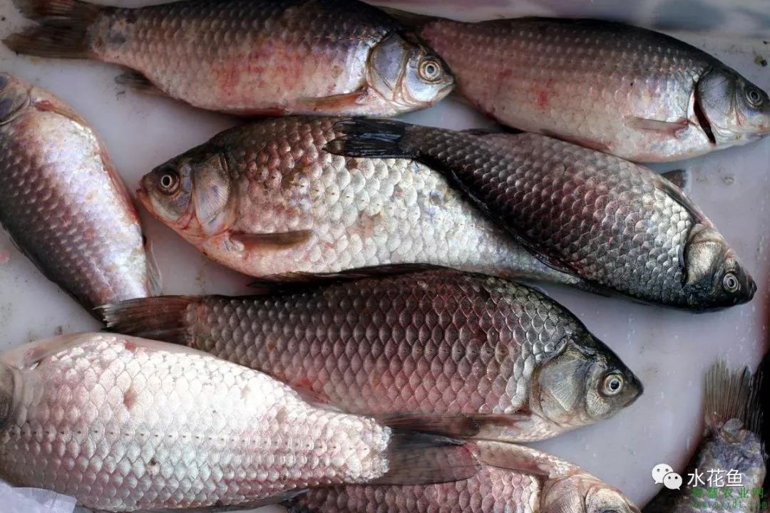 6～9月份是鱼类发病高峰期,养殖户需注意鲫鱼暴发性出血病的防治