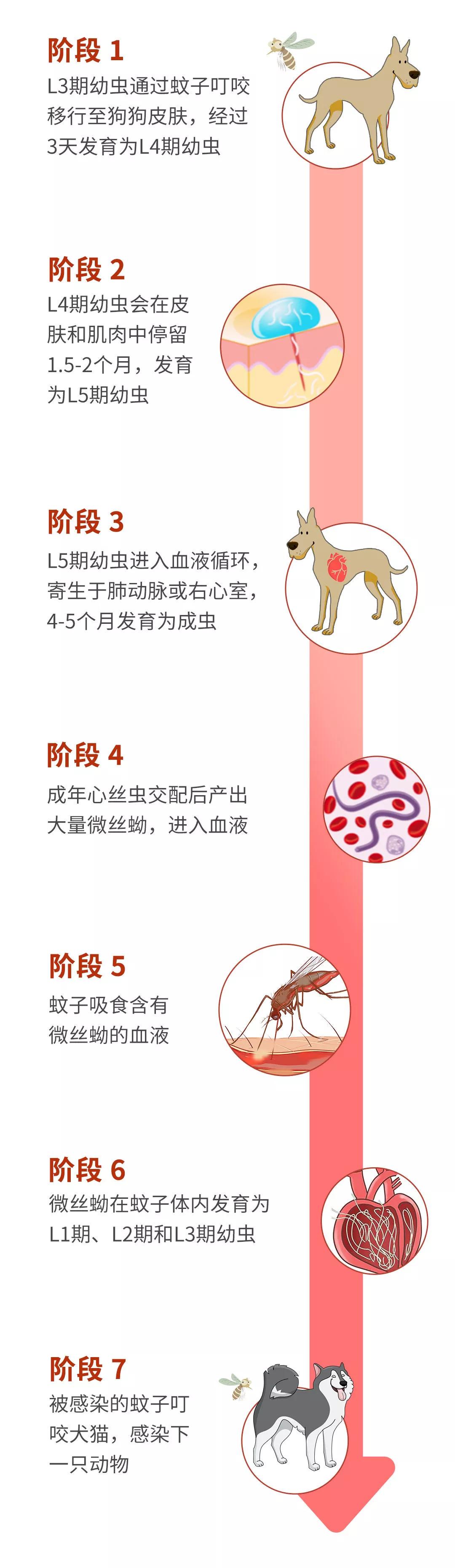 谨防心丝虫夏季感染率达40