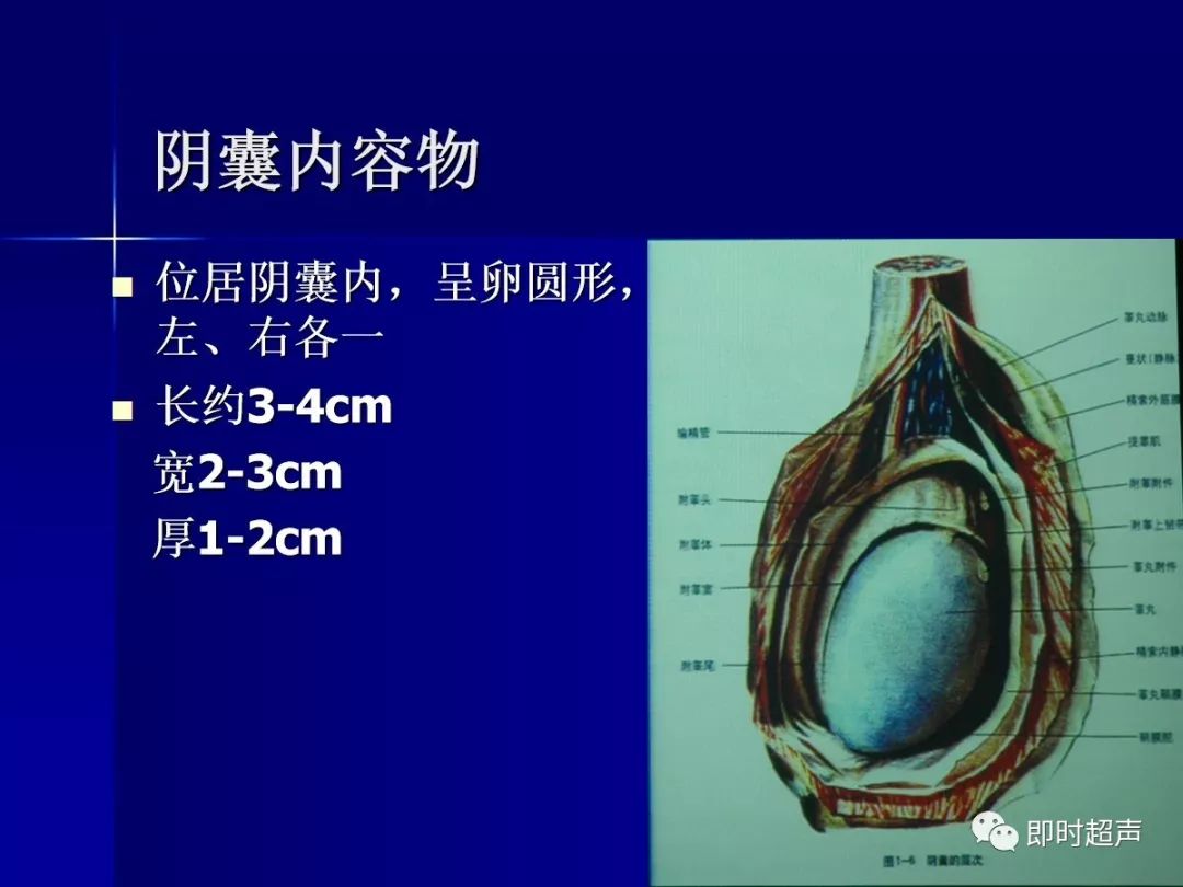 阴囊及其内容物的超声诊断_睾丸