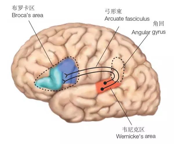 海洋最强大脑揭秘丨为什么只有人类创造了文明