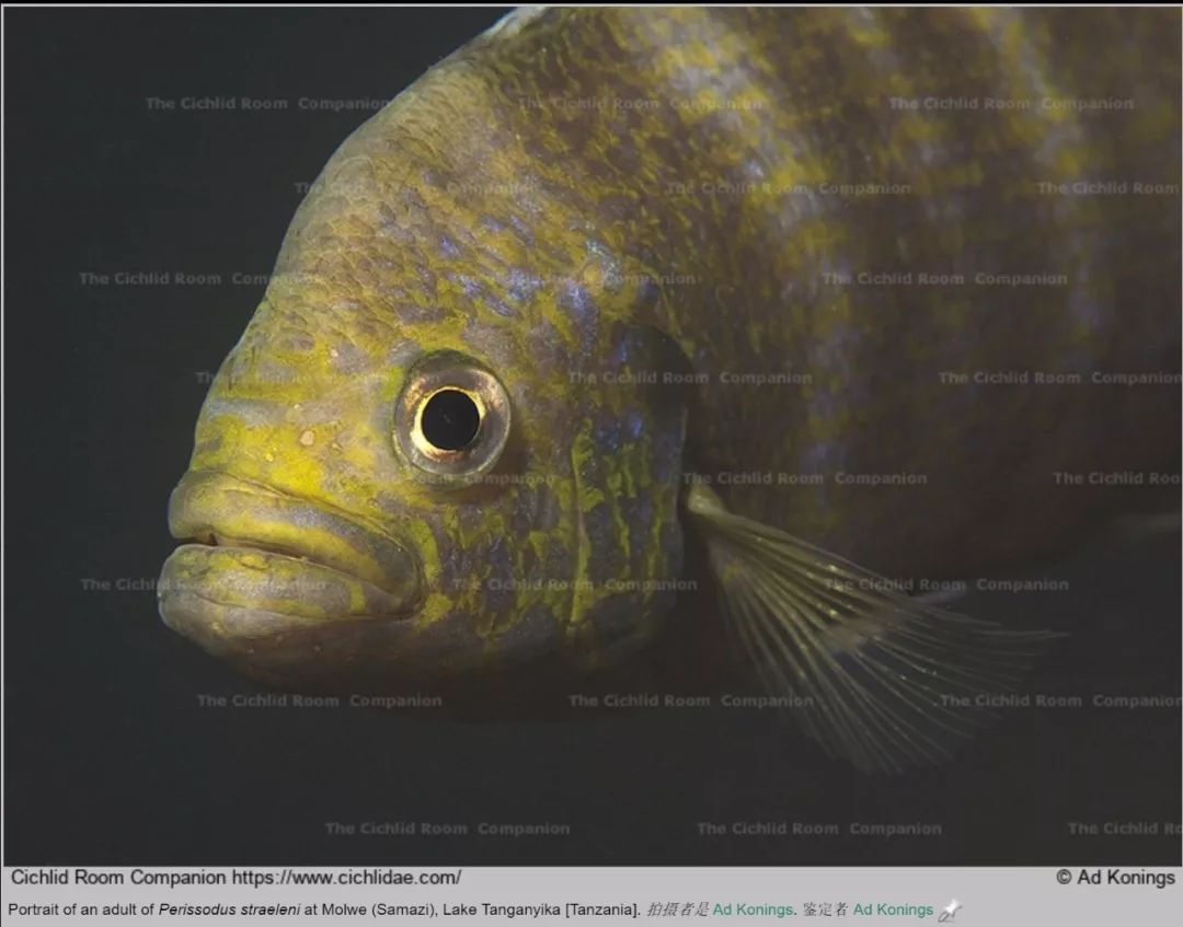 萨沃里天堂鸟'斑马燕尾'neolamprologus savoryi