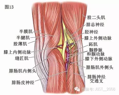 膝关节解剖学:膝关节的四面观