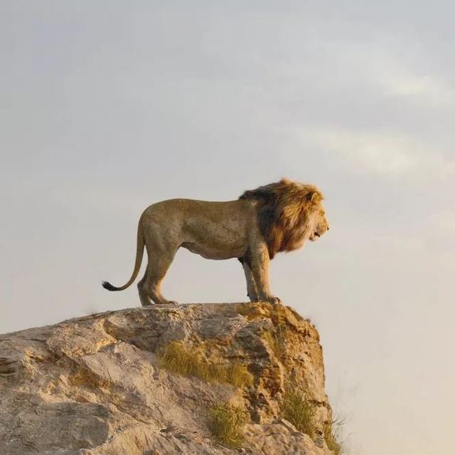 国际狮子日 | 从《狮子王》看非洲狮的爱恨情仇