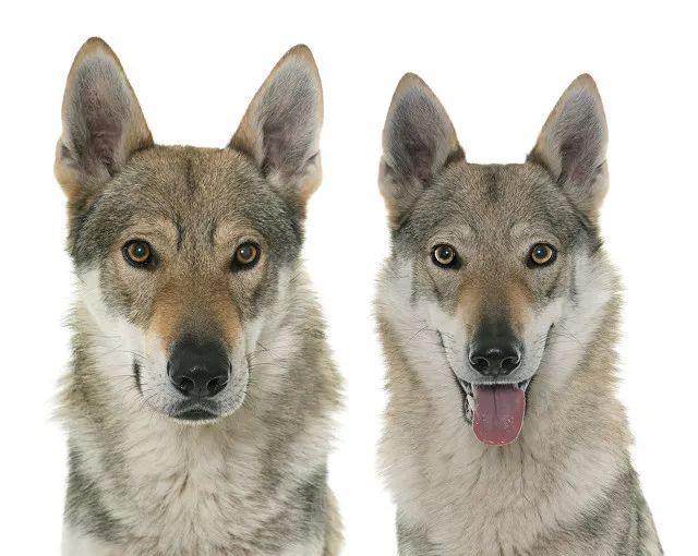 澳洲牧羊犬荷兰毛狮犬罗德西亚脊背犬(别称猎狮犬,非洲狮子犬)匈牙利