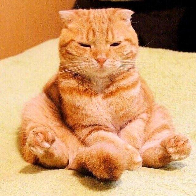 普贝斯部分橘猫长不胖的原因大揭秘