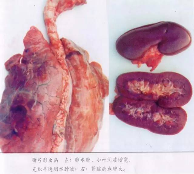 看图识别猪弓形体病很详细