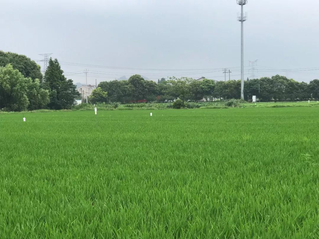 "机械深耕,无人机植保,田间地头用上了绿色防控新技术,植入高科技'