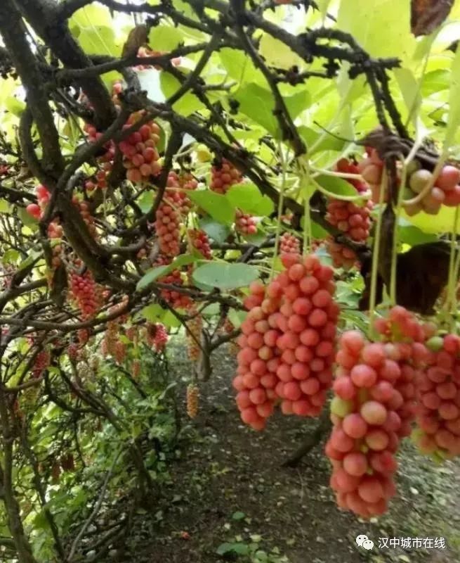 八月瓜八月瓜又名九月炸,别称为牛腰子果,狗腰子,八月炸,九月拉,通草