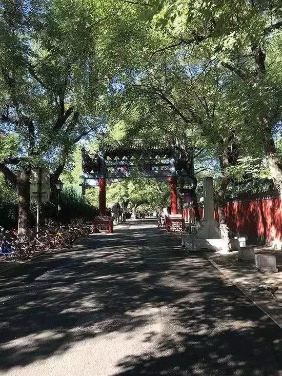 老北京的槐树见证世代京城生活的沧桑百味