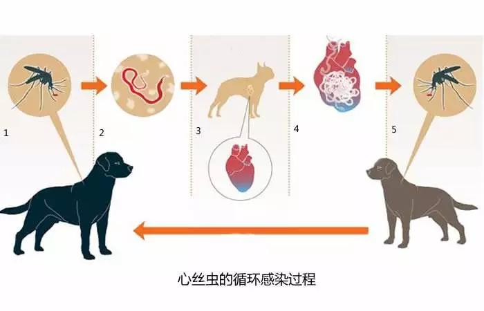 谨防心丝虫夏季感染率达40