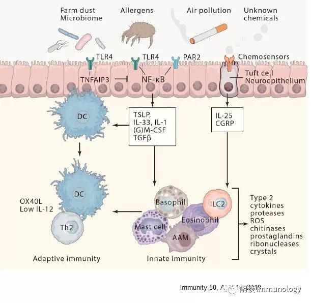 哮喘的免疫学发病机理