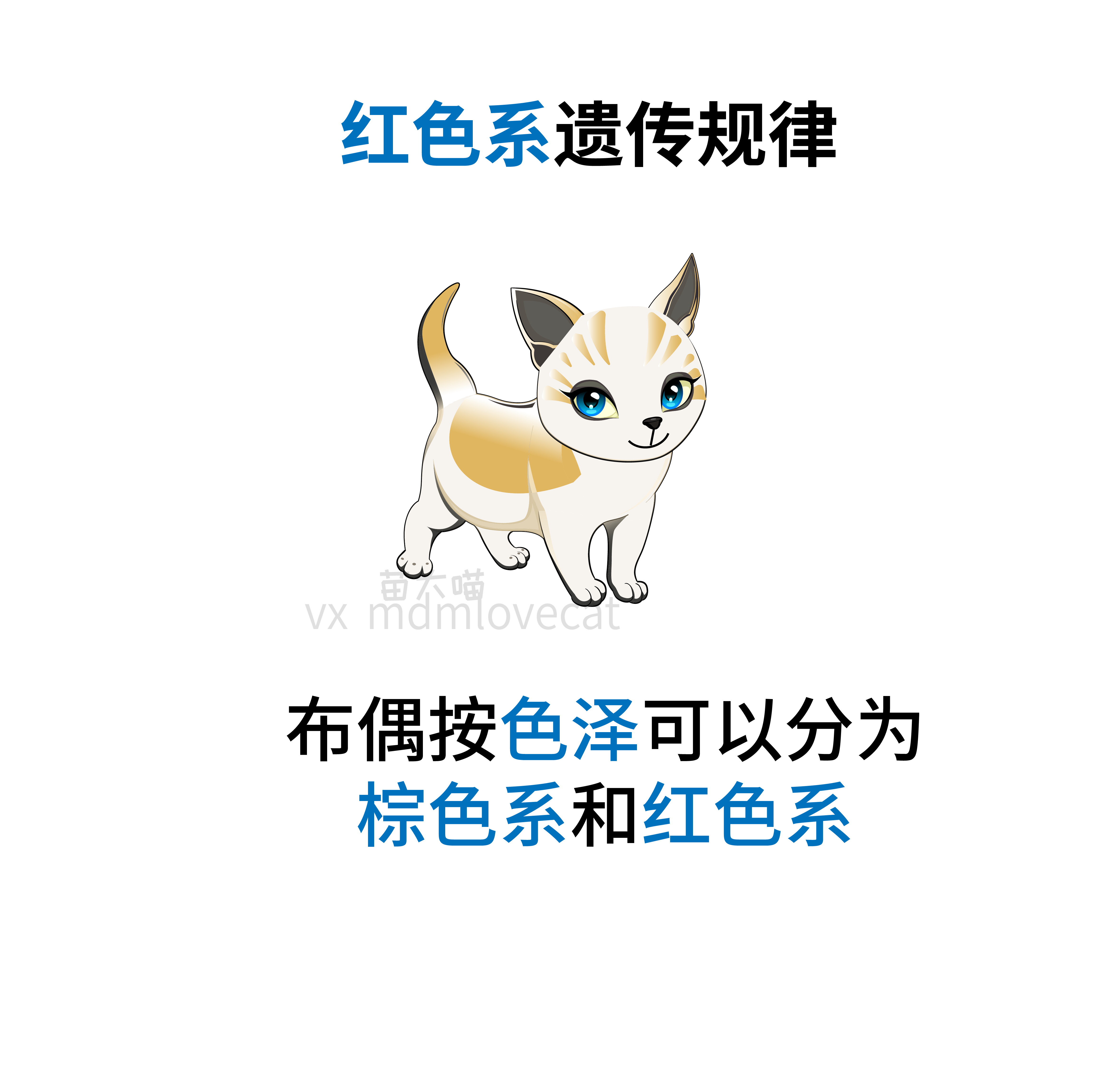 五分钟 布偶猫遗传知识全知道