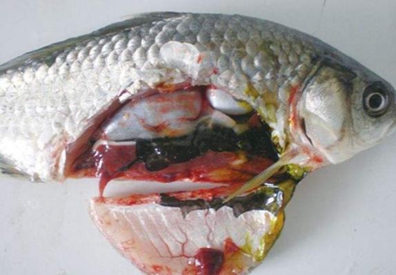 鱼类肠炎病是水产养殖中危害较为严重的疾病防治关键点在这