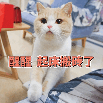 猫咪喊起床表情包