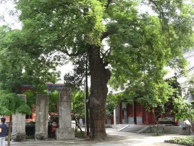 老北京的槐树见证世代京城生活的沧桑百味